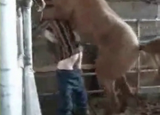 Sexy brown horse fucking a dude
