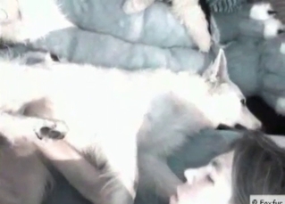 Flirty dog gets fucked in the ass