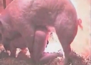 Pigs are dirty in more than one way